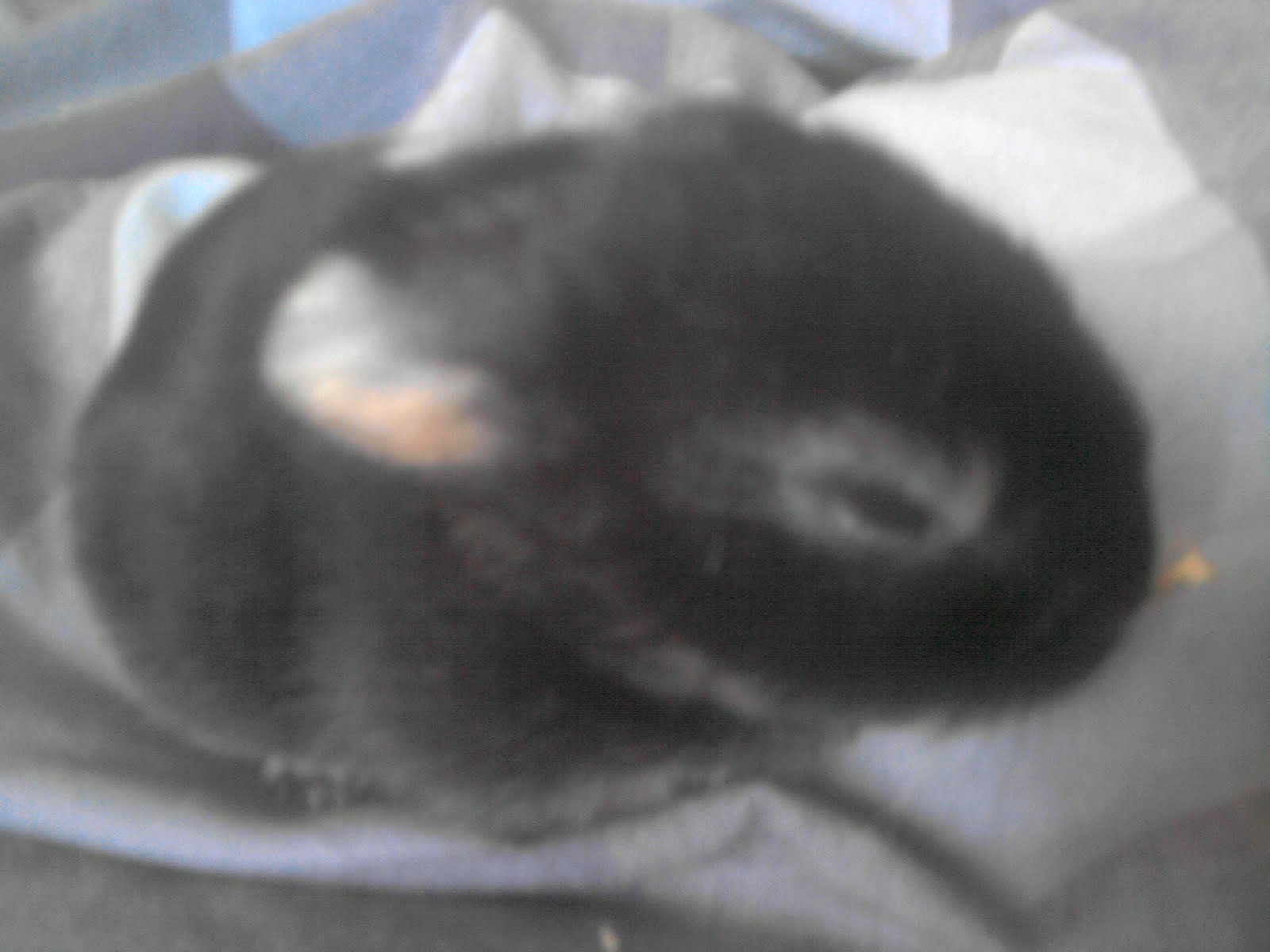 Rabbits YOUR way Pictures of baby rabbits and their rapid growth